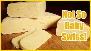 Not So Baby Swiss Taste Test