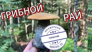 🔥НОВЫЙ ЛЕС!!! ГРИБНИК ОЧУТИЛСЯ В РАЮ!!! Нет слов!!! Одни эмоции!!!💥