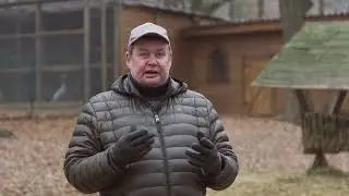 Выпуск ланей и оленей из Фельдман Экопарк в дельте Дуная