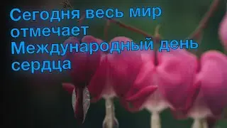 Сегодня весь мир отмечает Международный день сердца