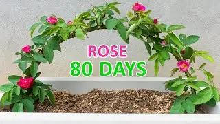 The secret to propagating roses from branches at home - Easy - Cheap