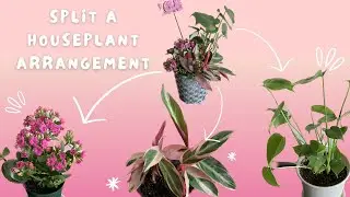 How to Split/Separate a Plant Arrangement