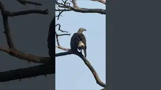 Sri Lanka Wetland Birds