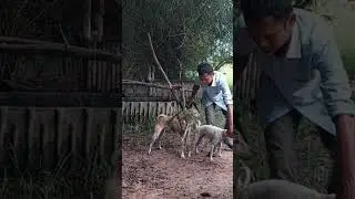 It's time to breed cows and cows