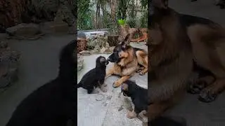 Папа в шоке! Щенки немецкой овчарки приехали в гости к своему отцу Альфу и деду Райду. Щенкам весело