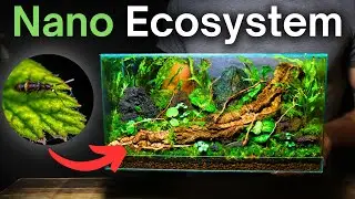 I Made a Forest Floor Terrarium, Here’s How!