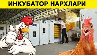 ИНКУБАТОР НАРХЛАРИ УЗБЕКИСТОНДАГИ ЭНГ ЗУР ИНКУБАТОРЛАР 2023