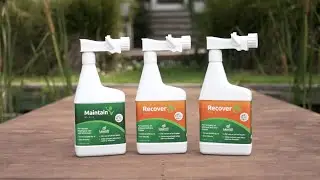 How to Fertilize Your Lawn in the Summer