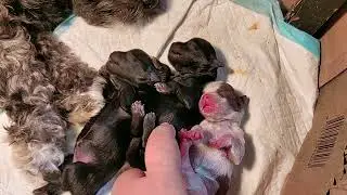 1 day old Sleeping Puppies