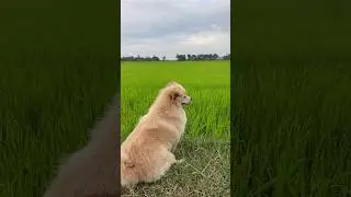 lovely looking at ricefield #shortvideo