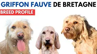 Griffon Fauve de Bretagne Breed Profile History - Price - Traits - Griffon Fauve de Bretagne Groomig