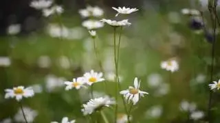 РОМАШКИ Футаж 15