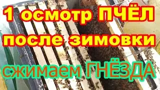 ПЕРВЫЙ осмотр ПЧЕЛ после ЗИМОВКИ ! Сжимаем ГНЕЗДА ПЧЁЛ (где надо) !