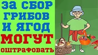 За сбор грибов  и ягод могут оштрафовать