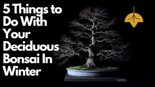 5 Things to Do With Your Deciduous Bonsai During Winter