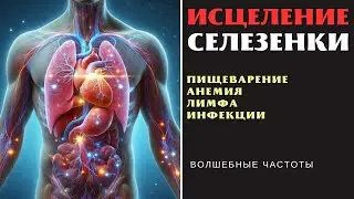 Исцеление селезенки Исцеляющая музыка с альфа волнами для здоровья селезенки