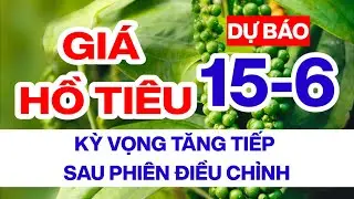 Giá tiêu hôm nay ngày 15/6/2024 thị trường có thể bật tăng sau phiên điều chỉnh