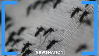 Rare mosquito-borne viruses will soon be new normal: Doctor | Cuomo