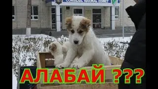 сколько стоит щенок ??? Бойцовый  Алабай