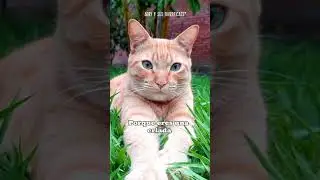 Eres una criada y no tienes dinero! 😹😥 HUMOR de gatos! 