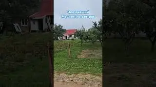 #stork