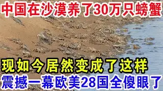 中国在沙漠养了30万只螃蟹，现如今居然变成了这样，震撼一幕欧美28国全傻眼了