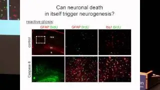 SENS5 - Neuron replacement in the neocortex