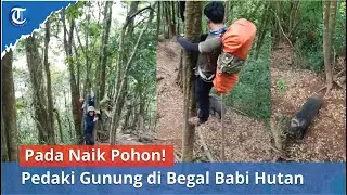 Pada Naik Pohon, Pendaki Gunung Cikuray di Begal Babi Hutan