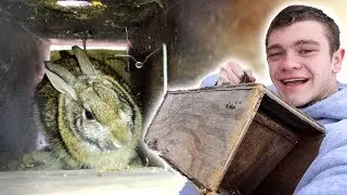 I Trapped Rabbits in Homemade Trap!