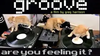 groove cats