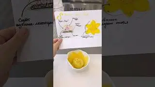 Десерт «Сибирский весенний цветок»