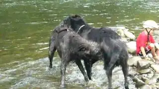 Irish Wolfhound-Tropické odpoledne sourozenců Stadlewood v Paskově 8/2009