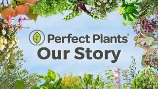 About Us | Perfect Plants Nursery