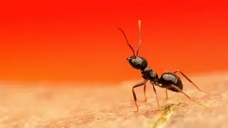 Macro Photography with Coloured Background Cards