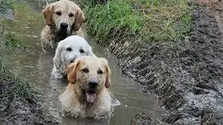 Owners are CRYING, you are LAUGHING -  Funny ANNOYING &TROUBLEMAKING Pets