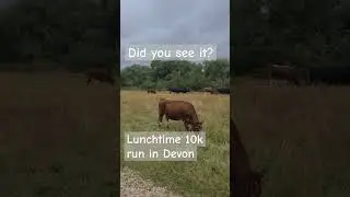 Did you see it? | videobombing | 10k run #Devon #cows #runner