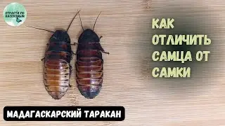 Мадагаскарский шипящий таракан. Как отличить самца от самки?