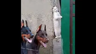 😺 Только б не чихнуть! 🐕 Смешное видео с собаками, кошками и котятами! 😸