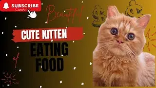 Adorable Cat Eats with the Cutest Expressions! 😻 Watch Her Sweet Moments!