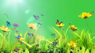 Butterfly green screen video effect | Green screen sunlight flower | Flower green screen