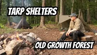 Tarp Camping In an Old Growth Forest 35km Deep Into the Bush