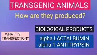 Transgenic animals-Biological products. alpha-Lactalbumin and alpha1 antitrypsin. #transgeniccow.