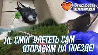 Не смог улететь сам – отправим на поезде! | Стриж