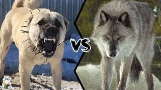 KANGAL VS WOLF  - Who is Stronger and Could Win a Fight?