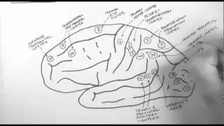 Brain Anatomy 2 - Functional Cortical Anatomy (Lateral Surface)