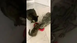 Коты едят ВТРОЁМ из одной миски!!! 😱😻🤣 