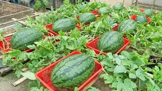 Grow watermelon like this, the fruit will be big and sweet, grow watermelon in a pot of soil