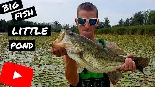 Big Topwater Bass - Big Bass in Southern Ontario