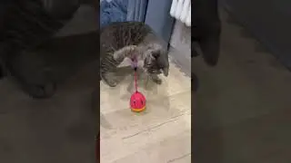 Игрушки для кота 😻 