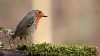 Robin Bird in forest | Free stock footage | Free HD Videos - no copyright